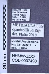 Etiketten zu Metriaulacus opacicollis (NHMW-ZOO-COL-0007498)